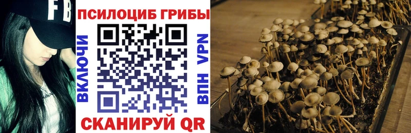 закладка  Нариманов  mega как войти  это клад  Псилоцибиновые грибы Psilocybe 